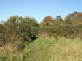Brambles from the south 02