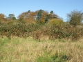 Brambles from the south 03