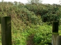 Gate through the brambles 01