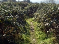 Gate through the brambles 02