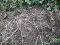 IMG-20200413-WA0003