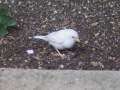 IMG-20200721-WA0001