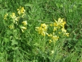 8406 - Cowslips