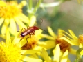 Beetles 2