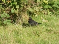 Blackbirds 1