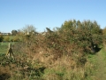 Brambles from the south 01