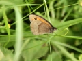Butterfly Count July 2012 4