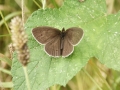 Butterfly Count July 2012 5