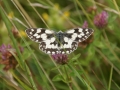 Butterfly Count July 2012 6