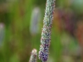 Catstail Grass 1