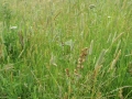 Catstail Grass 2