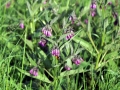 Comfrey 01