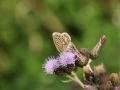 Common Blue 1