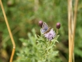 Common Blue 2
