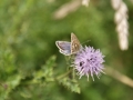 Common Blue 3