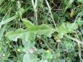 Dandelion 02