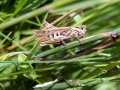 Grasshoppers 6