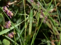 Grasshoppers 5