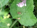 Harvestman 1