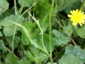 Hawkbit 03
