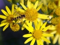 Hoverflies-Sawflies 1