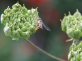 Hoverflies-Sawflies 2