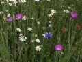 OBatteryFlowers2