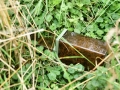 Mammal Trapping 2009 5
