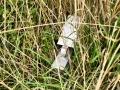 Mammal Trapping 2009 6