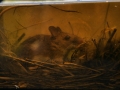 Mammal Trapping 2009 9