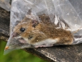 Mammal Trapping 2009 10