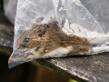 Mammal Trapping 2009 11