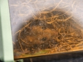 Mammal Trapping 2009 12