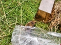 Mammal Trapping 2009 14