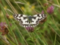 Marbled White 1