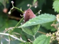 Meadow Brown 1