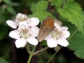 Meadow Brown 2