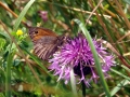 Meadow Brown 3