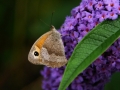 Meadow Brown 4