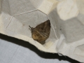 Moth Evening 2011prt2 1