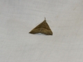 Moth Evening 2011prt2 2