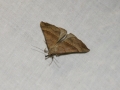 Moth Evening 2011prt2 3