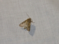 Moth Evening 2011prt2 9