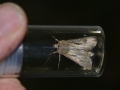 Moth Evening 2011prt2 11