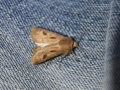 Moth Evening 2011prt2 12