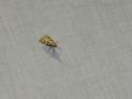 Moth Evening 2011prt2 6