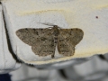 Moth Evening 2011prt2 8
