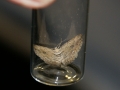 Moth Evening 2011prt2 15