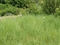 Mowing May 2010 1