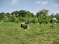 Mowing May 2010 5